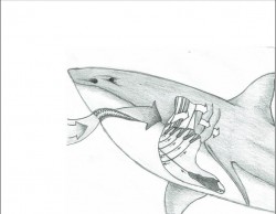 Fig.2: Sistema espiratorio del tiburón  (Joan Albalat)