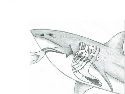 Fig.2: Sistema espiratorio del tiburón (Joan Albalat)