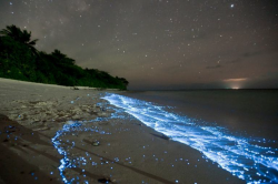Plancton_bioluminiscencia