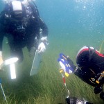 Ciencias del Mar investiga la posidonia y la nacra en la bahía de Kotor (Montenegro), a orillas del Adriático