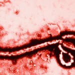 Nueva vacuna contra el Ébola confiere protección en monos.