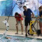 blog piscina Holanda optimizado