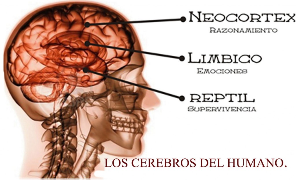 cerebro1