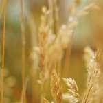 ¿Cuál es el valor del noviazgo? ¿Por qué los gestos conyugales plenos deben reservarse al matrimonio?