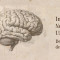 Actualidad. Instituto neurociencias