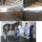La Universidad Católica de Valencia dispone de un hospital clínico veterinario de grandes animales