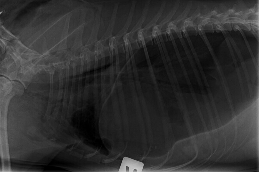 Radiografía de tórax en la que se visualiza la hernia diafragmática.