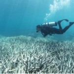 Ana Carlota Rodriguez: Consecuencias del cambio climático en La Gran Barrera de Coral