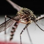 Virus Zika: historia de un virus emergente (1952)